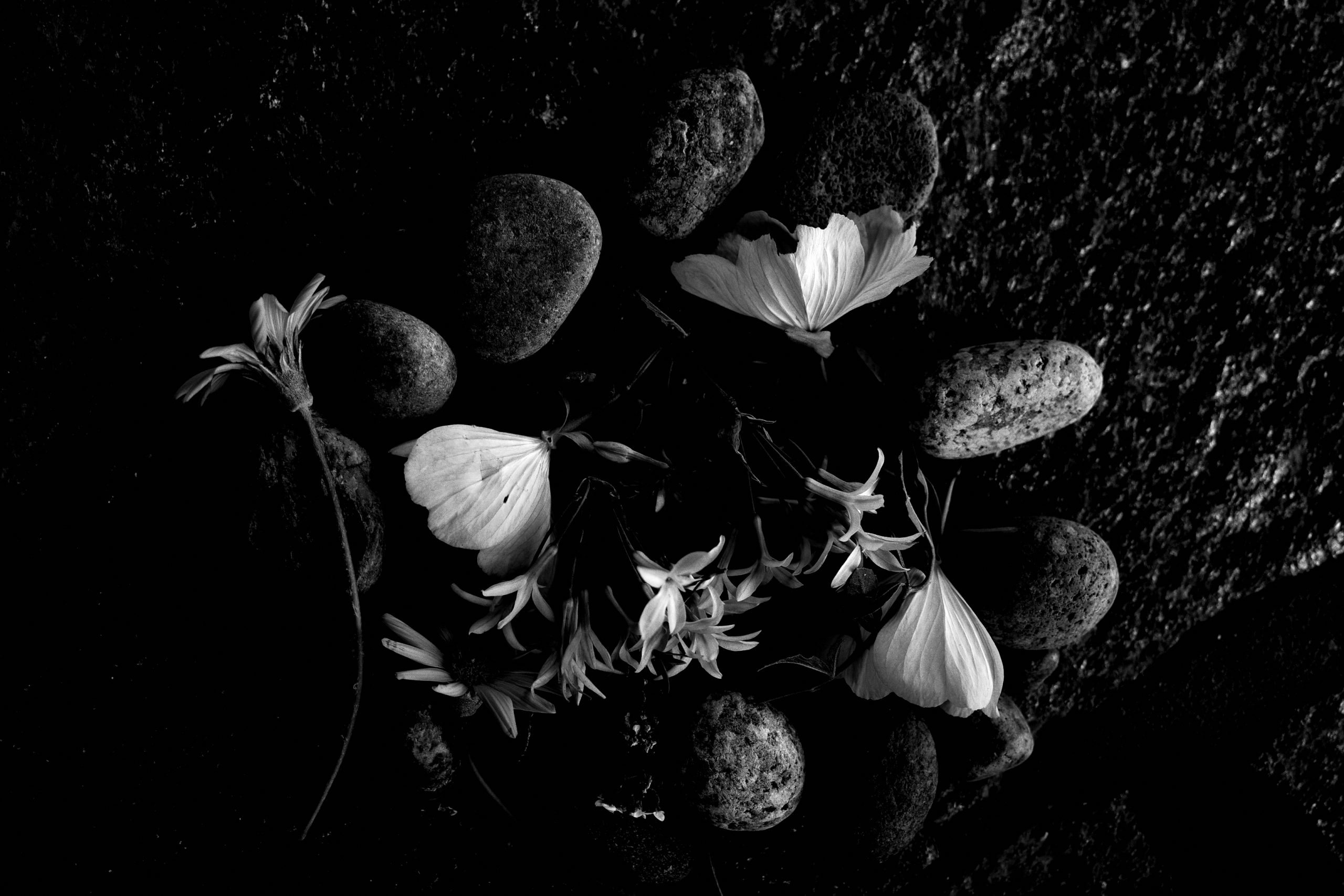 Flowers Amelia