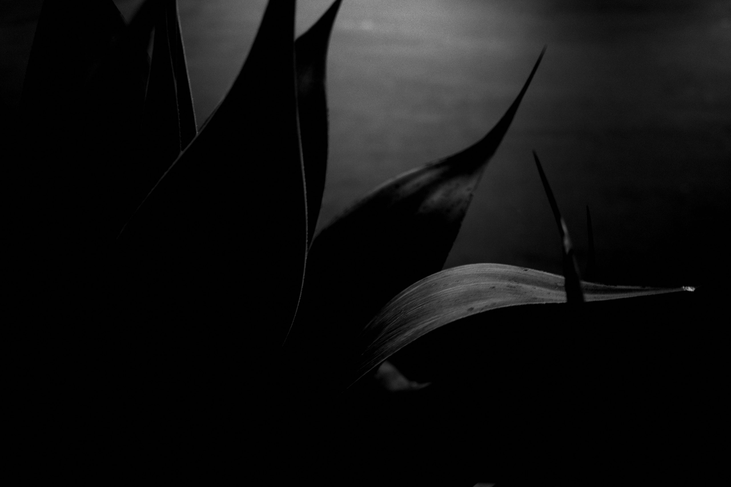 leaves texture