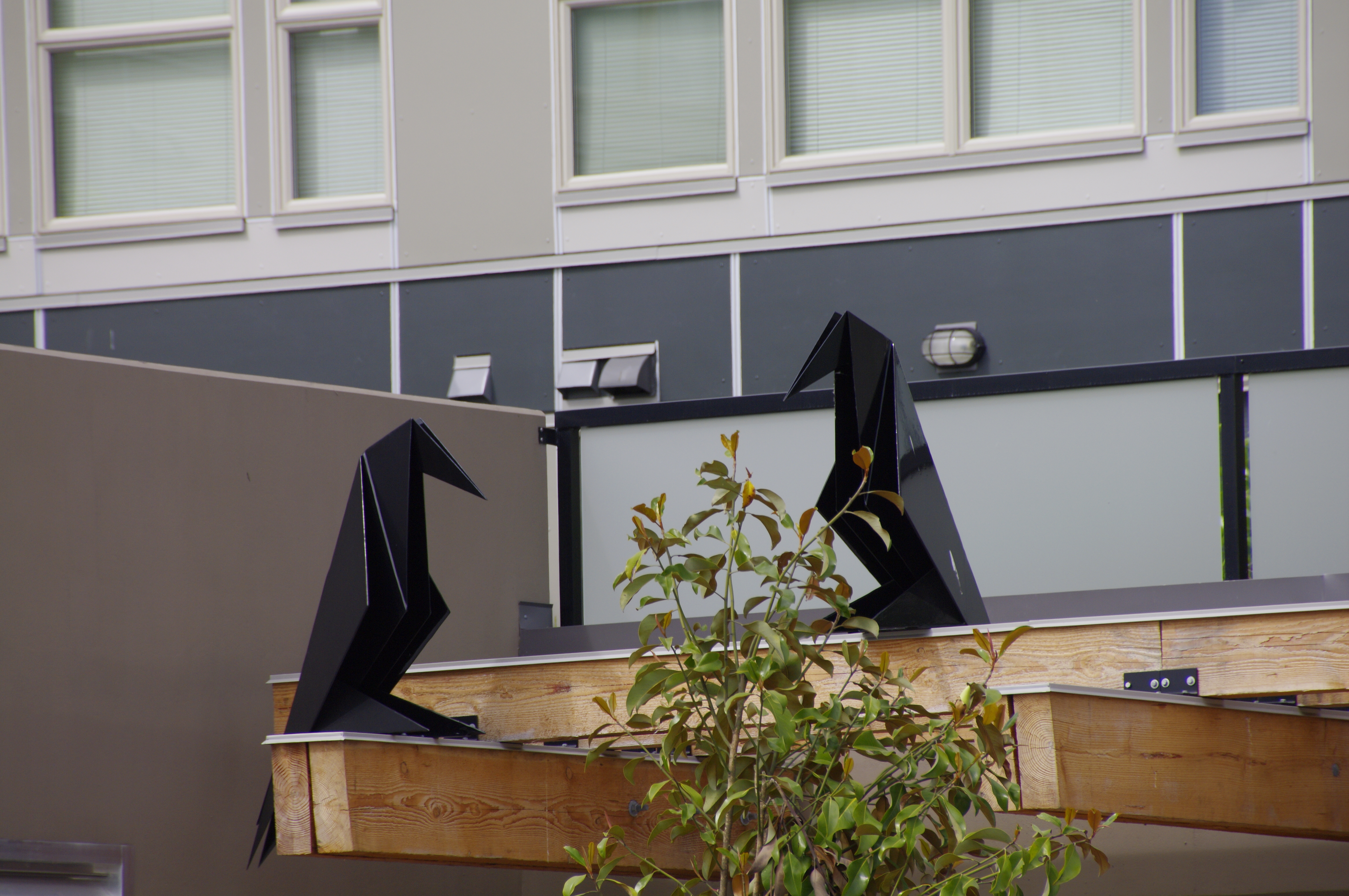 Rookery and Roost - crows