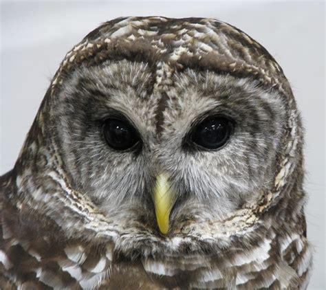 Barred Owl, a frequent resident of Oakland Christian Church
