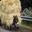 Donkey transporting hay