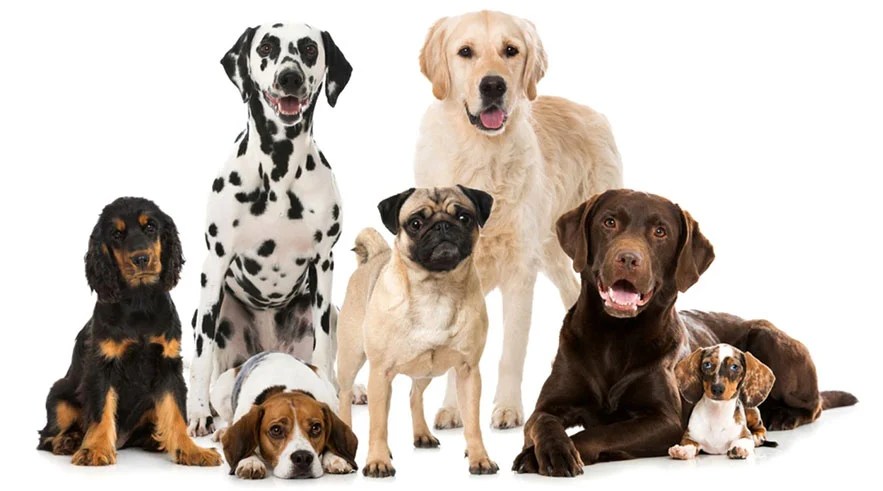 Several Dog Breeds