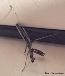 Praying Mantis