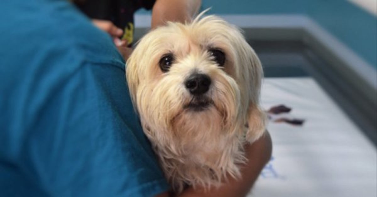 Crece el secuestro de perros en la Ciudad de México