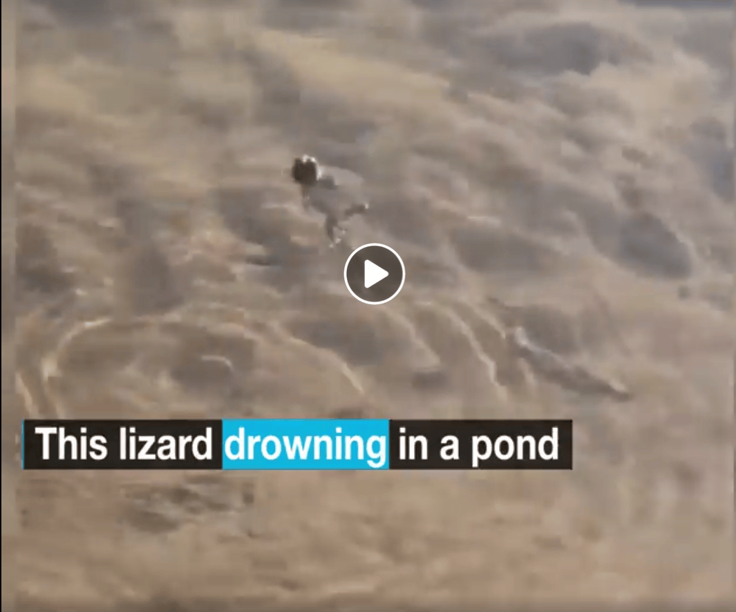 Saving the lizard mission
