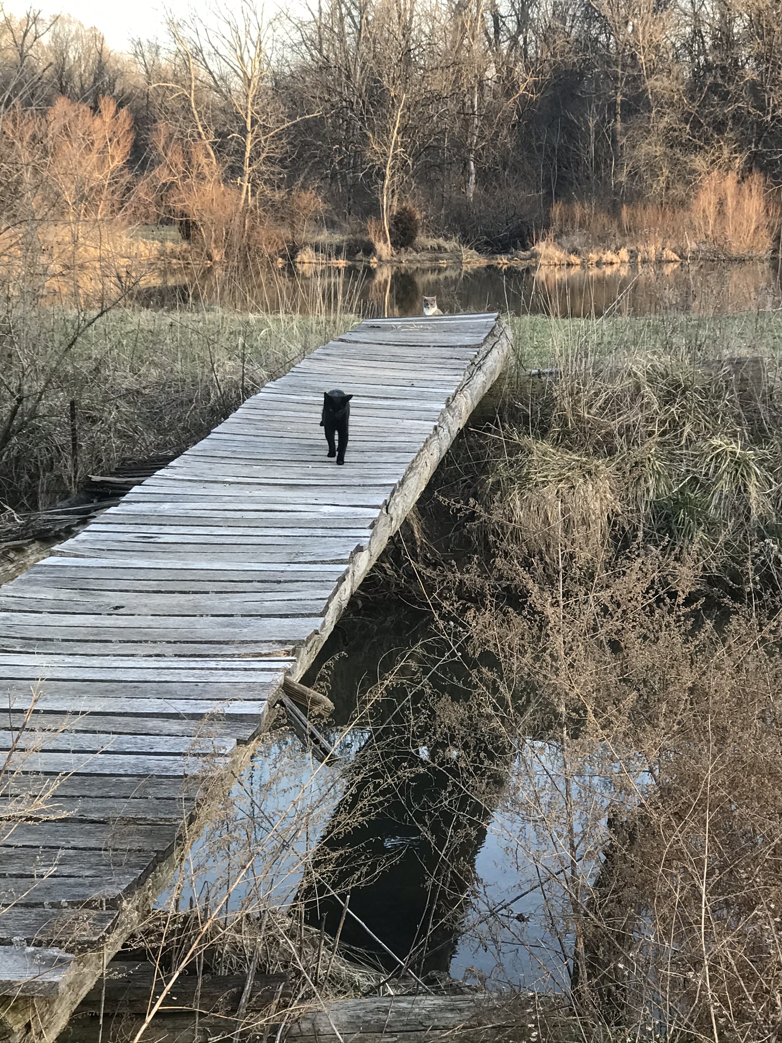 bridge across creek with black cat walking on it