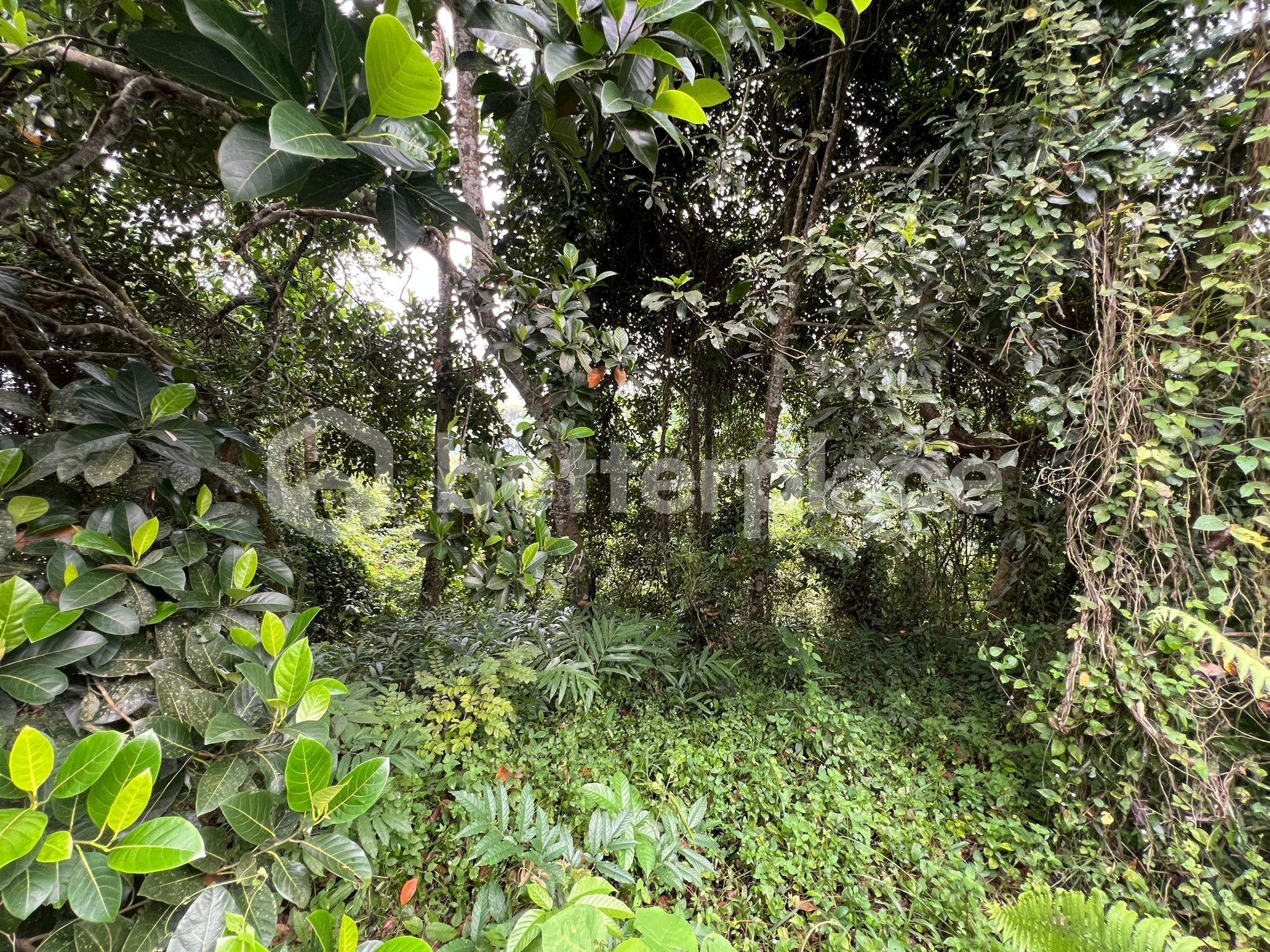Investment Opportunity, 1,900 sqm Land in Ubud, Pejeng
