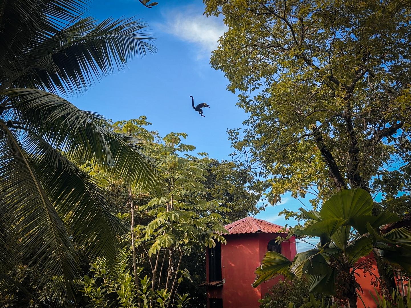 curious-monkeys-and-colorful birds-often-stop-by