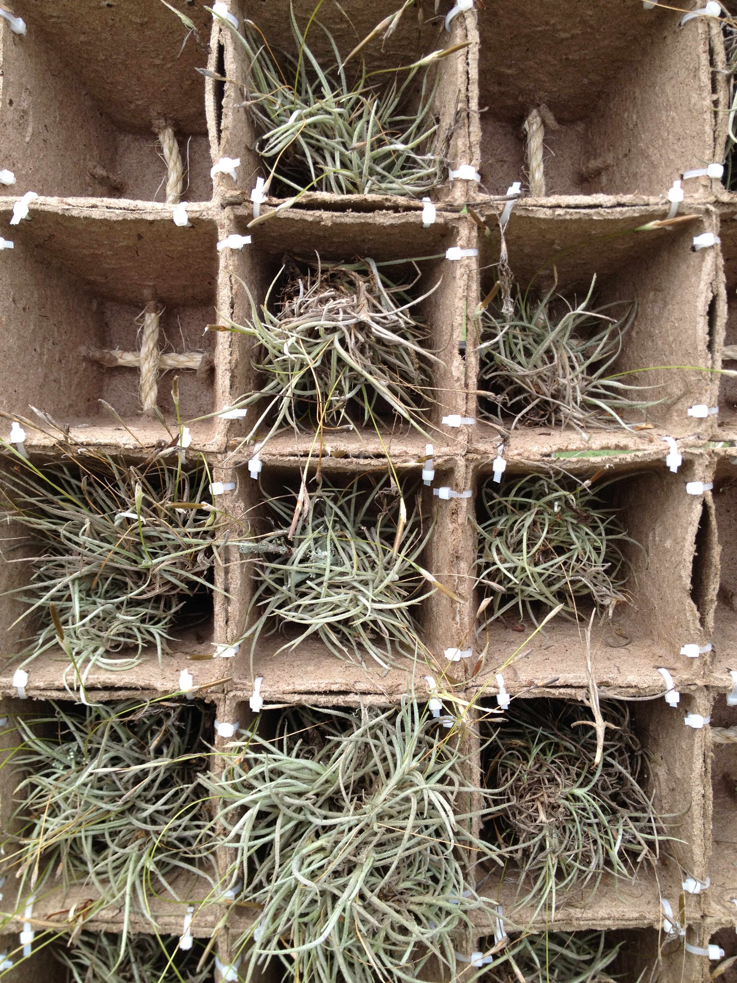 The tillandesia in the exterior surface