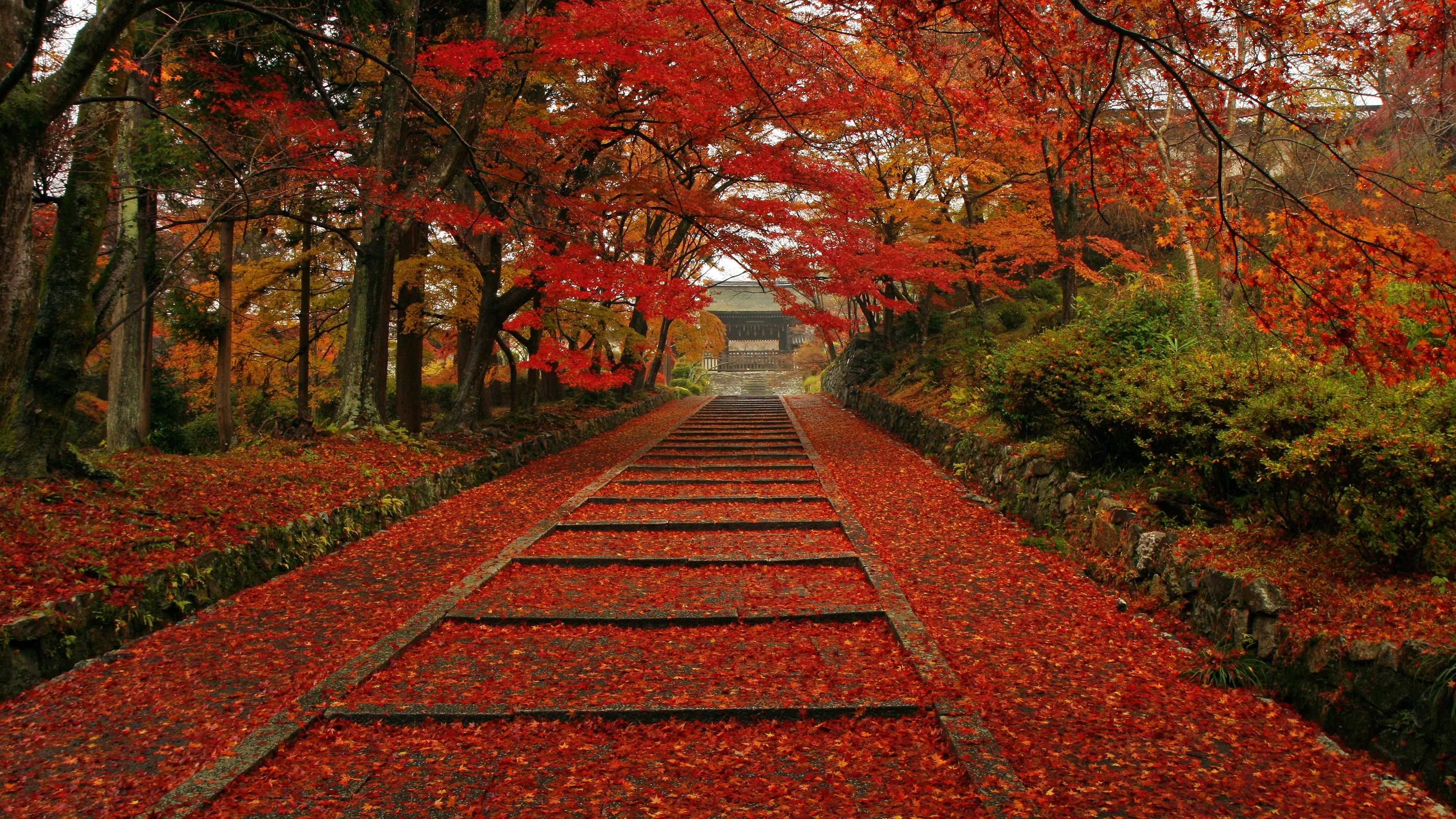 壁紙背景 壁紙ダウンロード Tele Channels