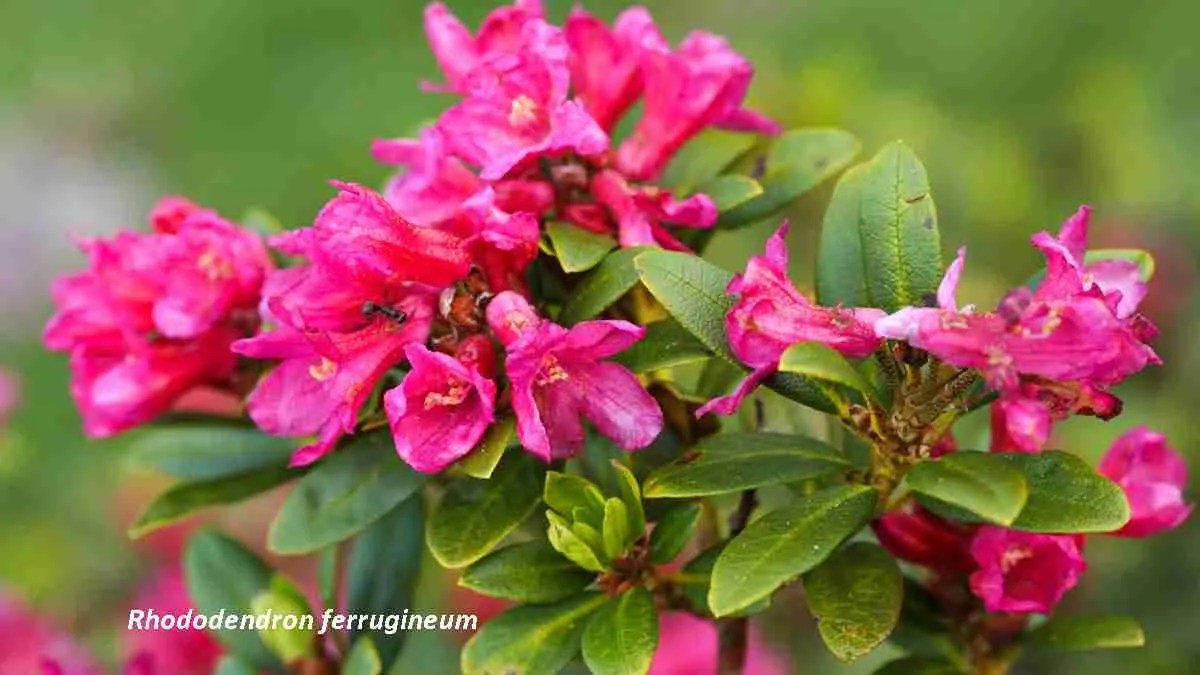Rhododendron-ferrugineum