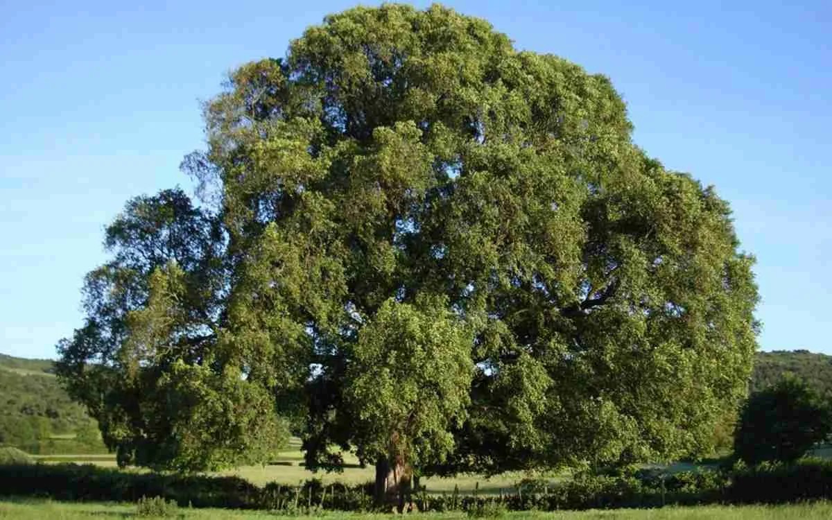 L'ormeau, l'arbre le plus populaire de la Gascogne