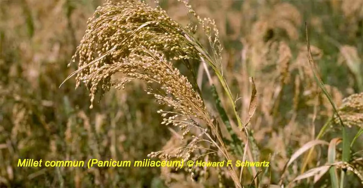 Millet commun