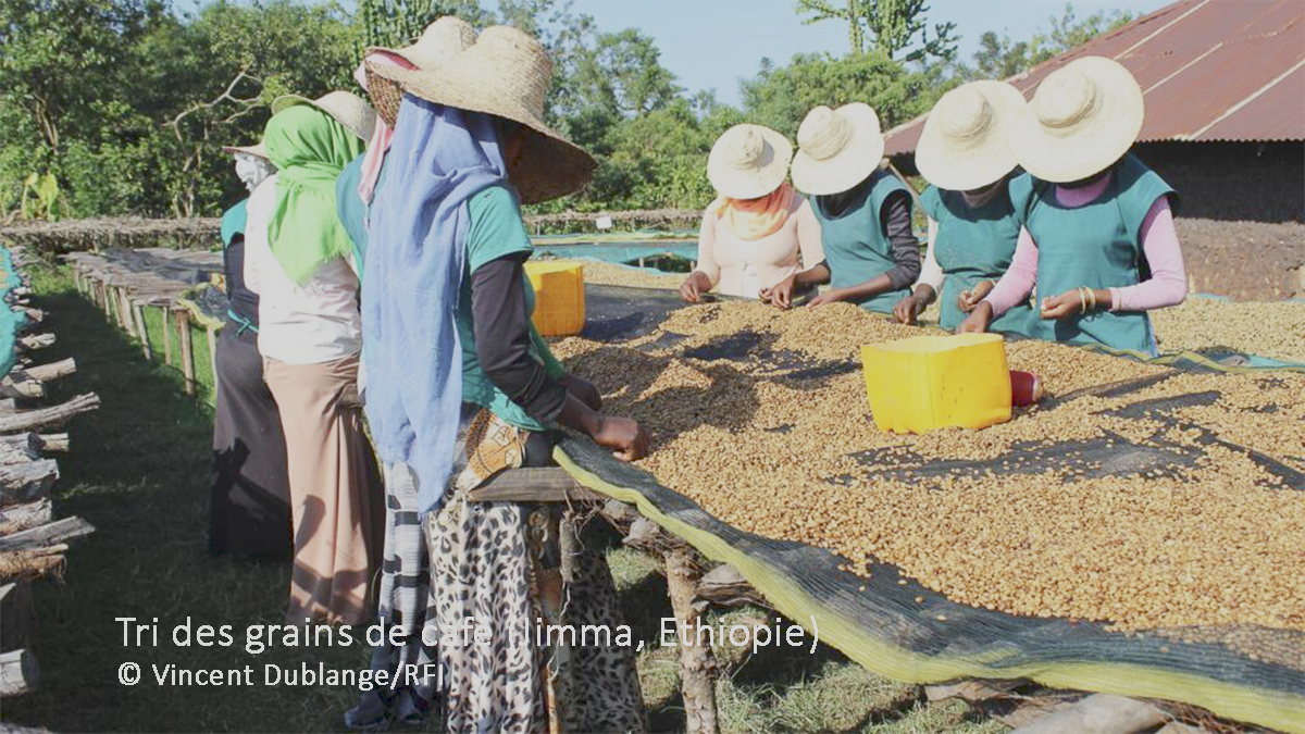 Des jeunes femmes trient les grains de café qui sèchent dans la région de Jimma. Vincent Dublange/RFI