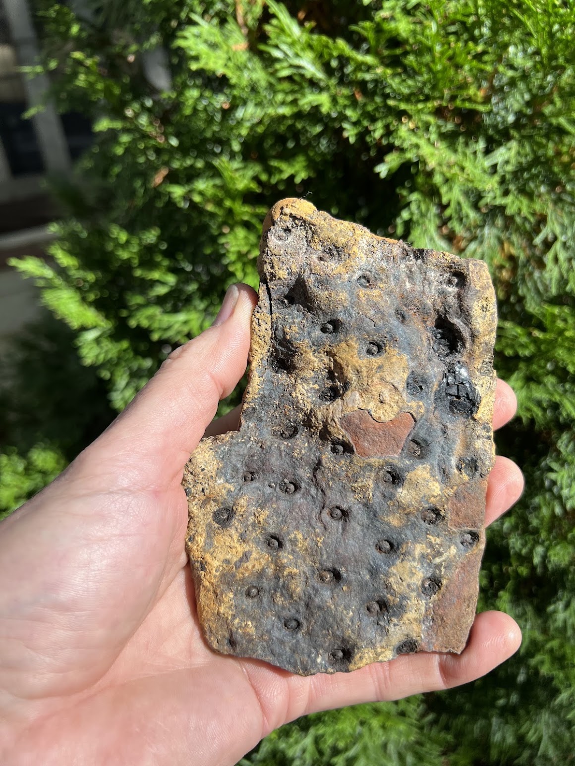 Fossil Friday #338: Braceville Surprise! – Earth Science Club of