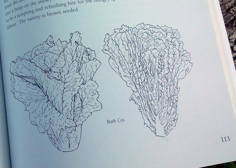 Susanna Kendall's line drawings of Bath Cos in Back Garden Seed Saving