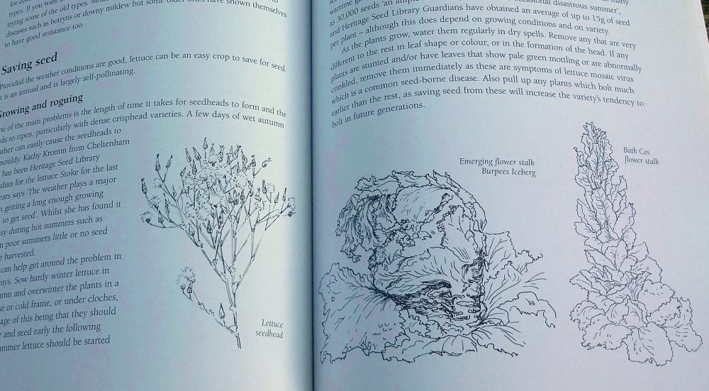 Susanna Kendall's line drawings of lettuce seed heads and flower stalks in Back Garden Seed Saving