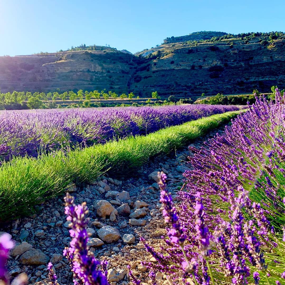 Campo florecido de plantas aromáticas