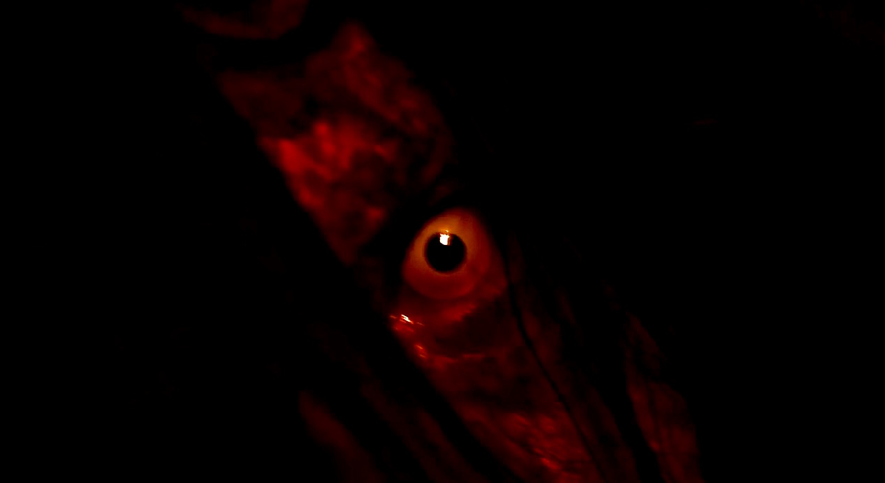 Primer teaser con actores reales de NightCry, un juego de miedo que llegará a iOS