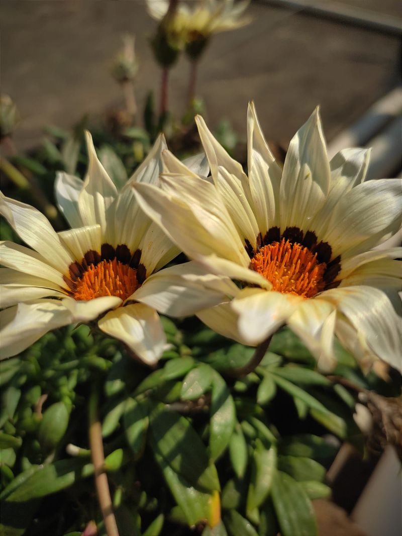 Eshitavyas Plants - Artistic Desktop City Images | Free Download