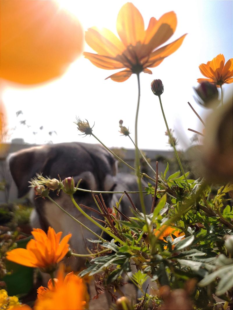 Eshitavyas Plants - Geometric Illustration Collection - 4K Quality