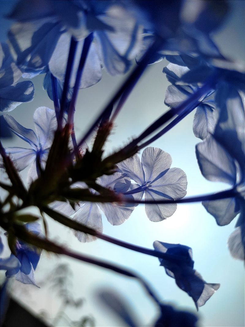 Eshitavyas Plants - Premium Vintage Texture Gallery - Ultra HD