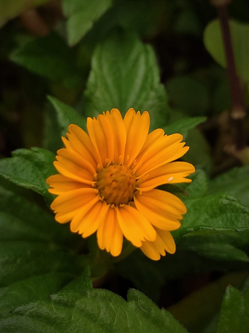 Eshitavyas Plants - Ultra HD 8K Space Designs | Free Download