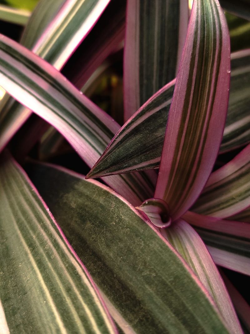 Github Shkarubskiy Plants Template - Retina Nature Patterns for Desktop