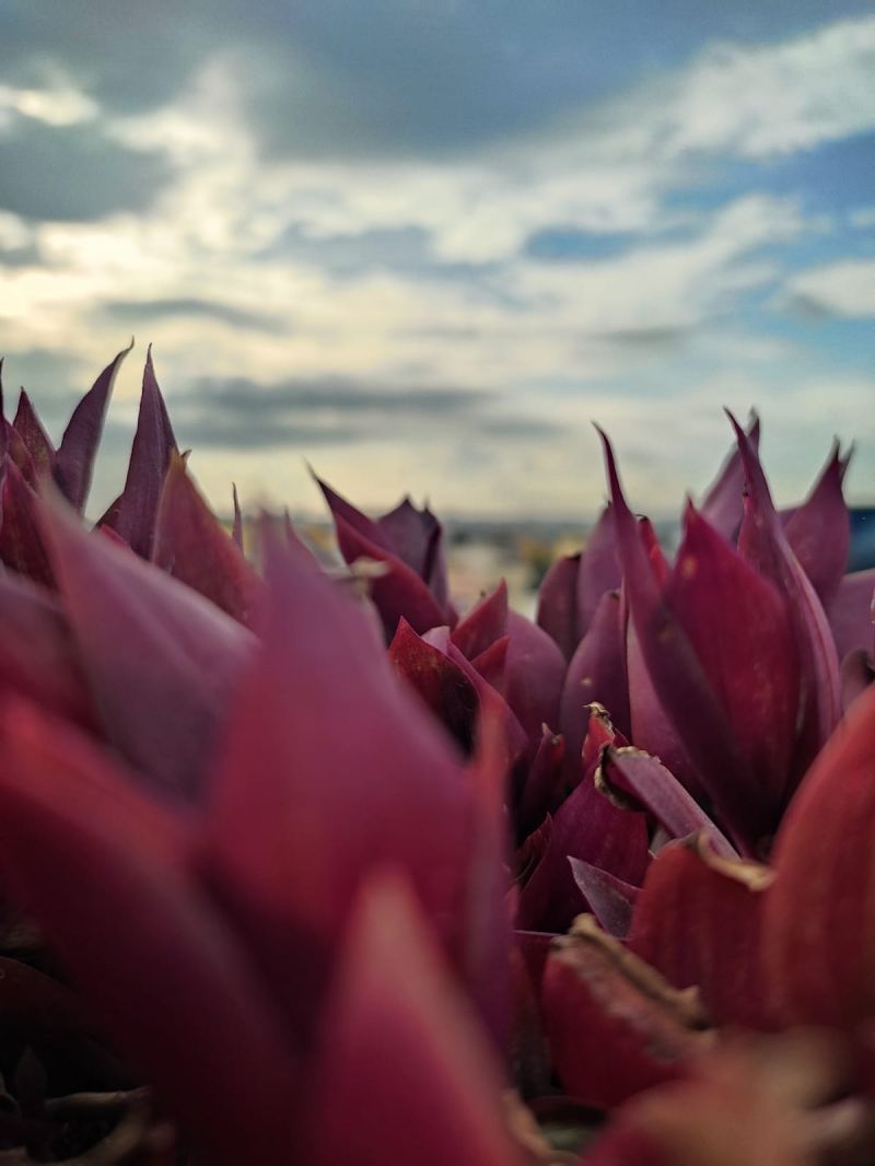 Github Shkarubskiy Plants Template - High Quality HD Landscape Illustrations | Free Download