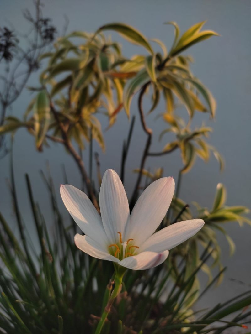 Eshitavyas Plants - Colorful Image Collection - 8K Quality