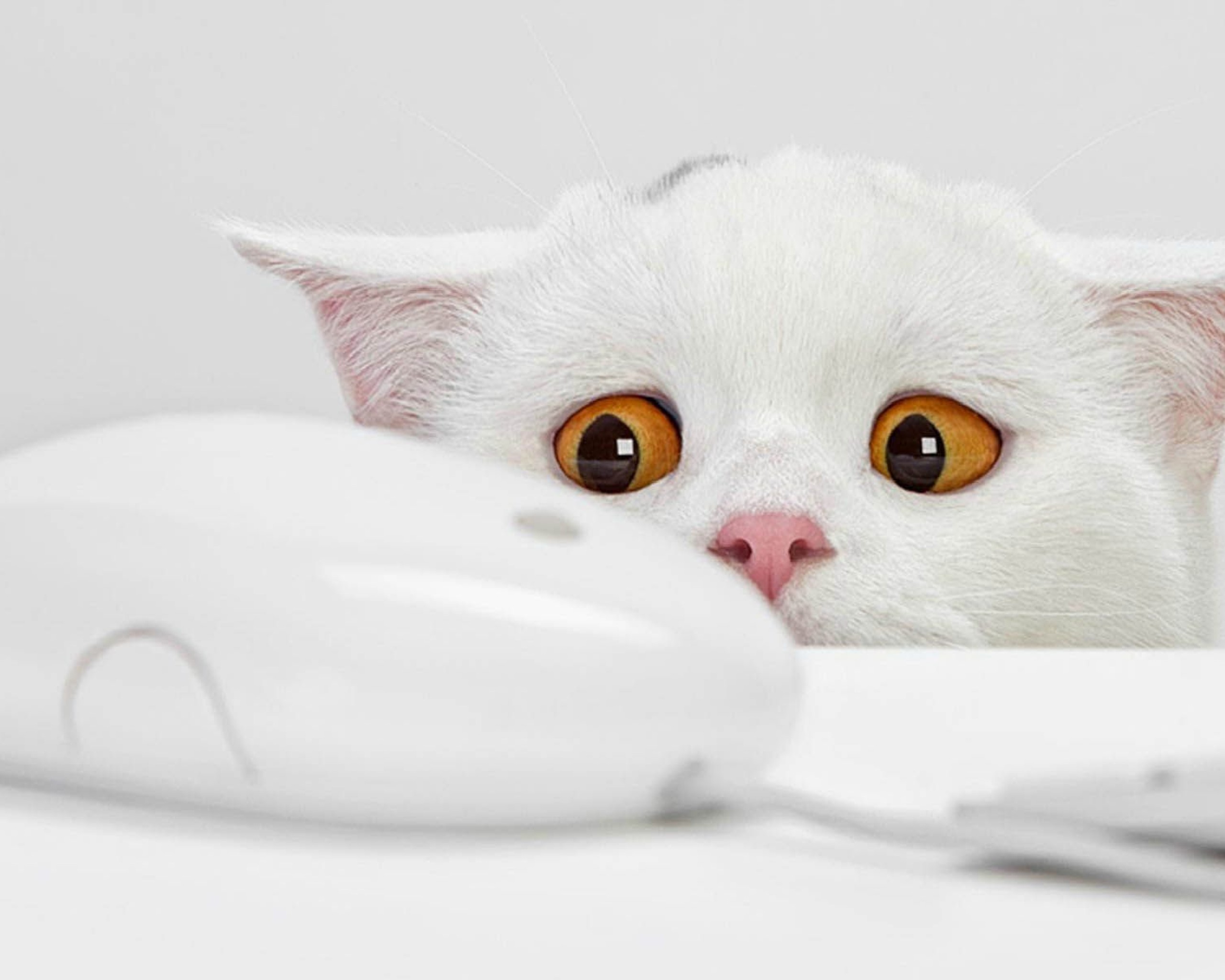 Funny cat expression wallpaper