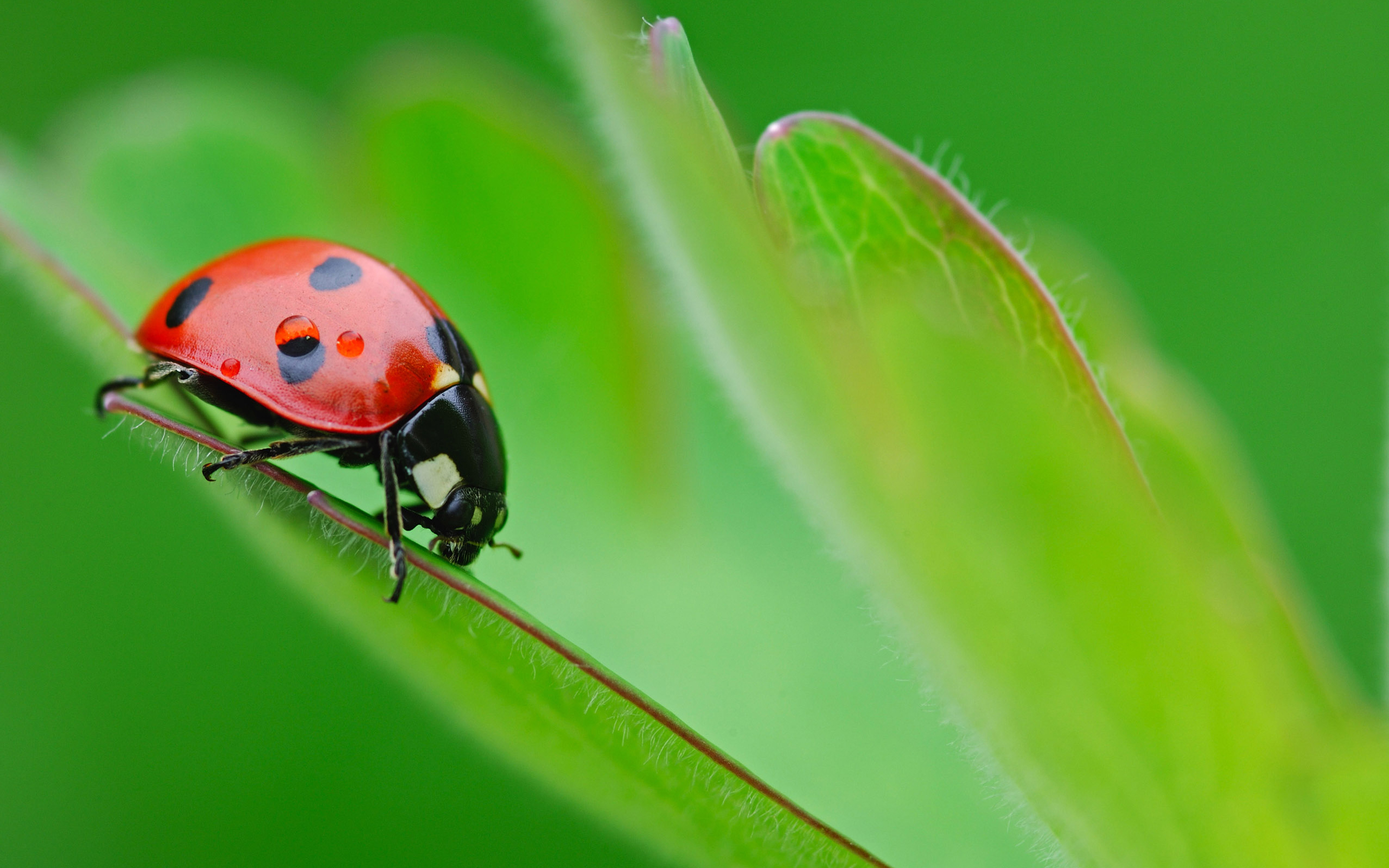 Ladybug wallpaper