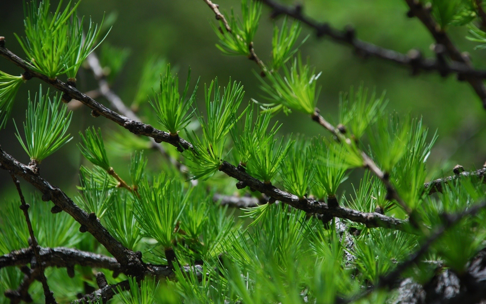 Thanks for the feedback, i really appreciate it :) kathryn from windsor, connecticut on june 21, 2013: Pine Tree Wallpaper 1920x1200 53551
