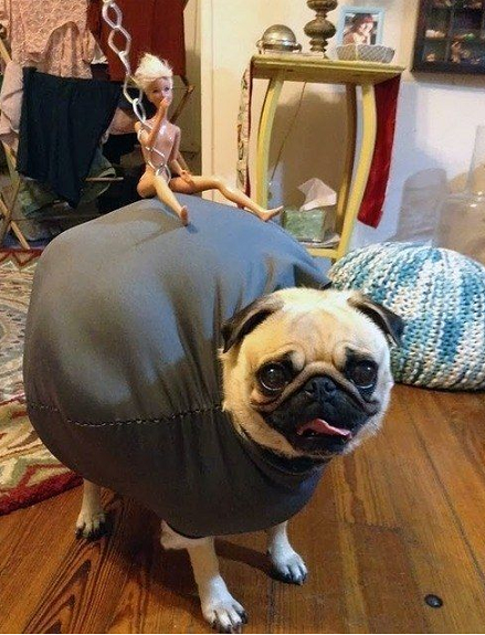 50 Divertidos Disfraces De Halloween Para Tu Perro