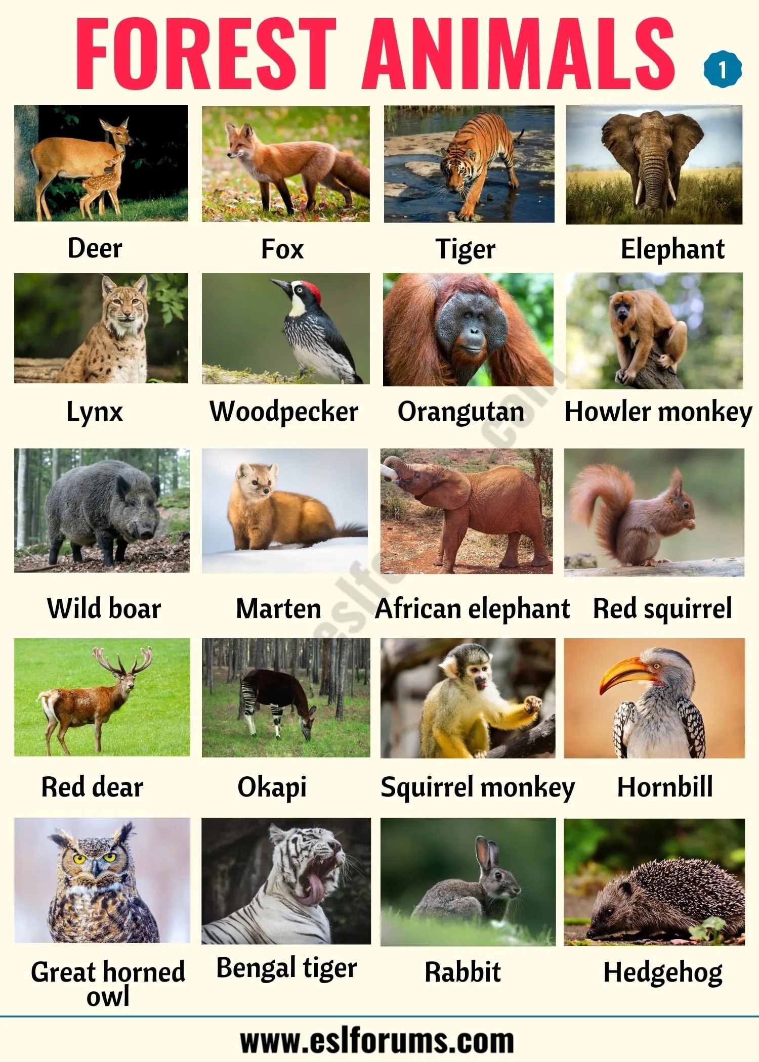 Forest animals: list of animals that live in the forest