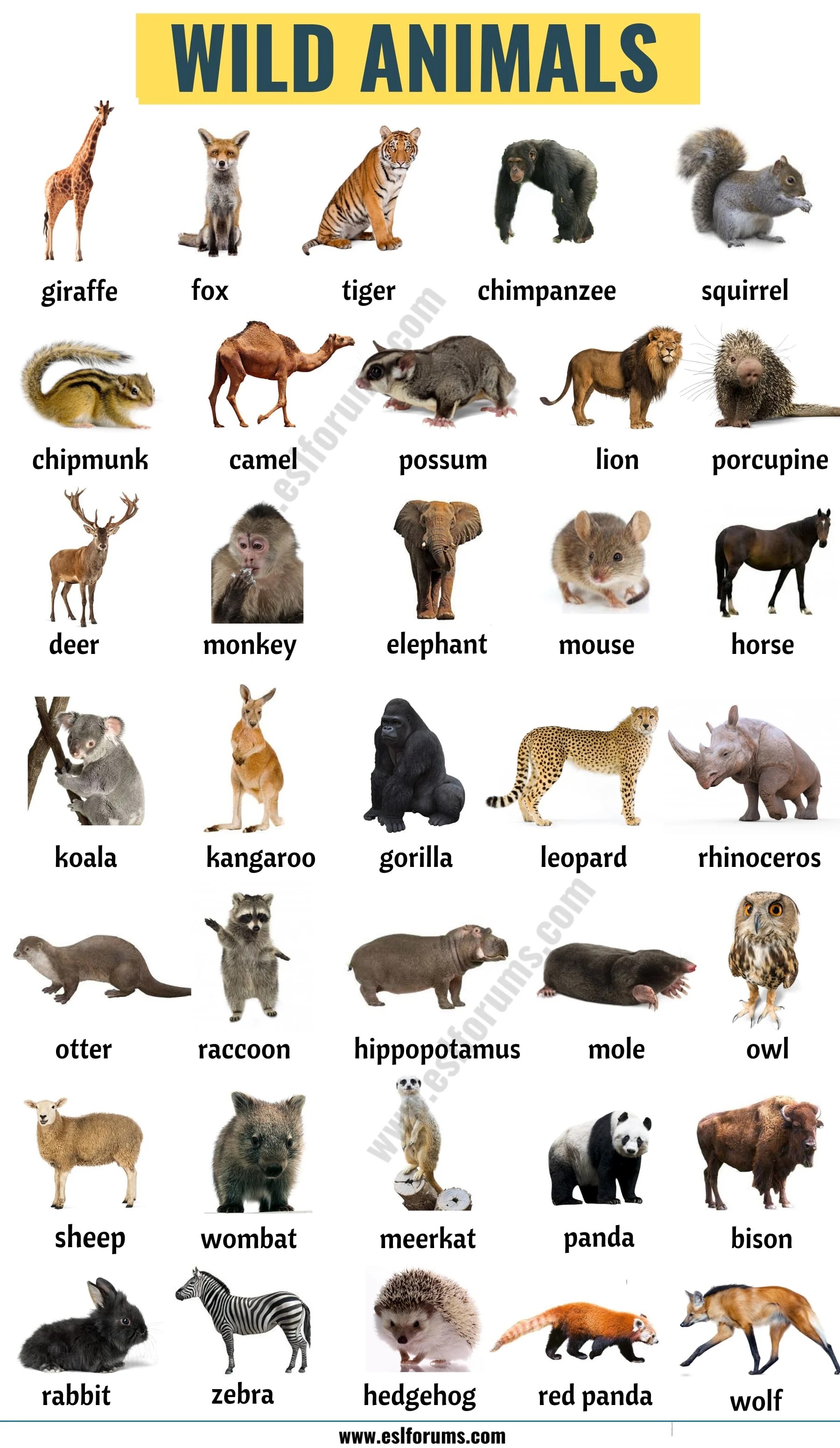 Wild animals in english