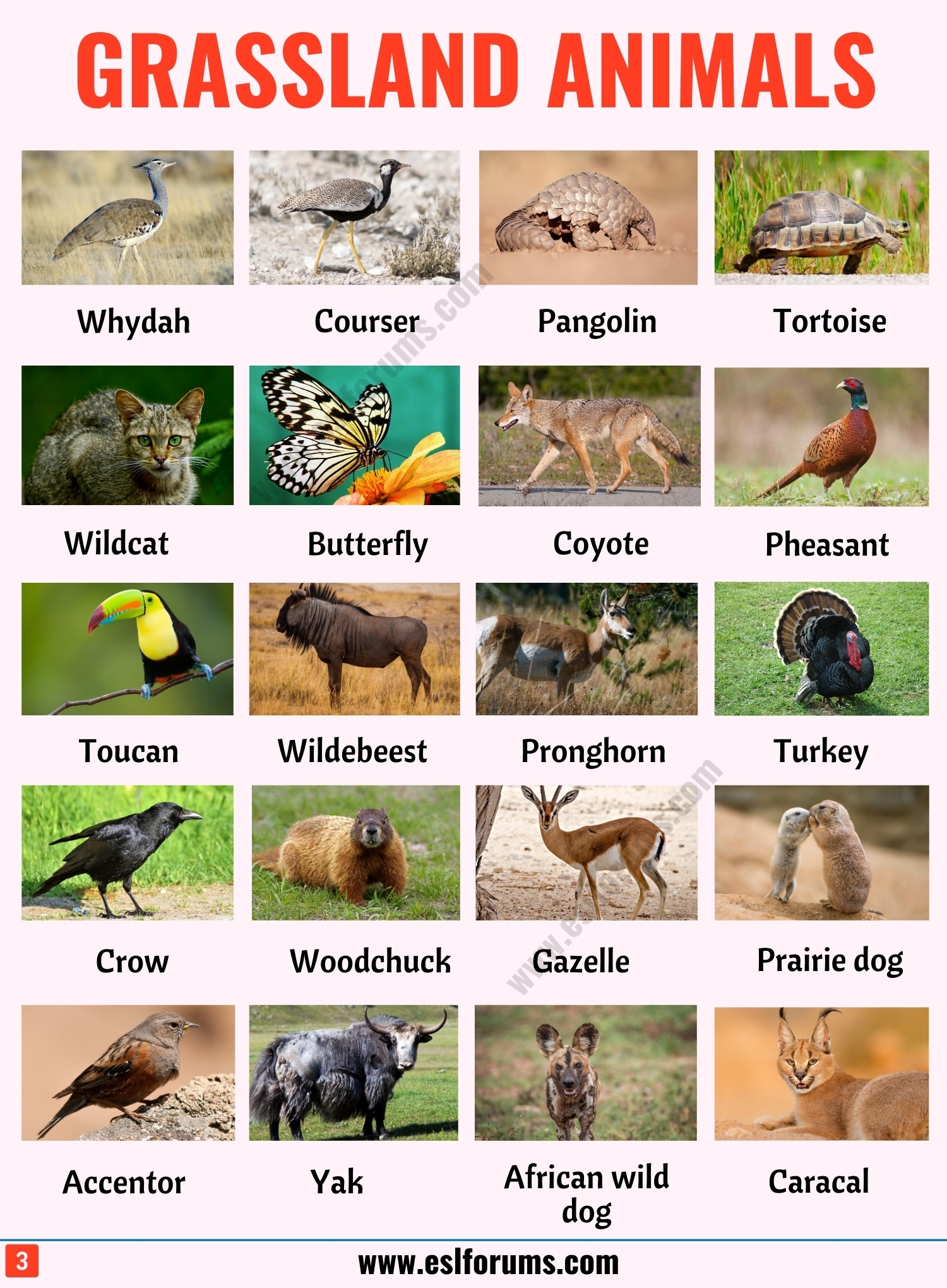 List of grassland animals in english