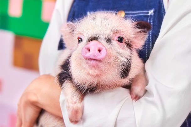 mipig