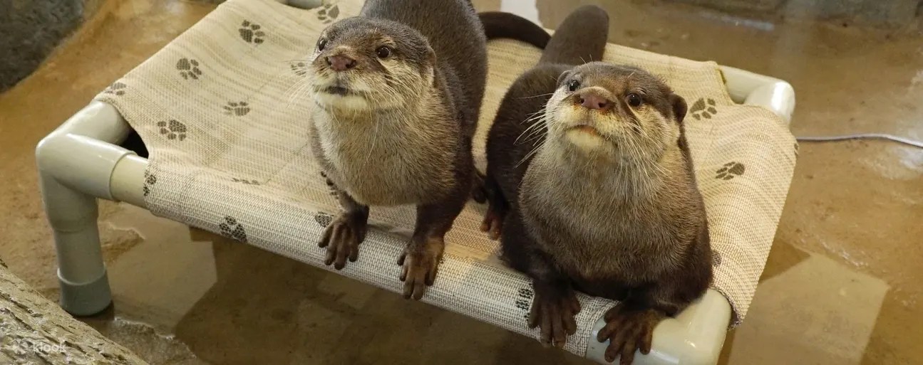 Asian small-clawed otters