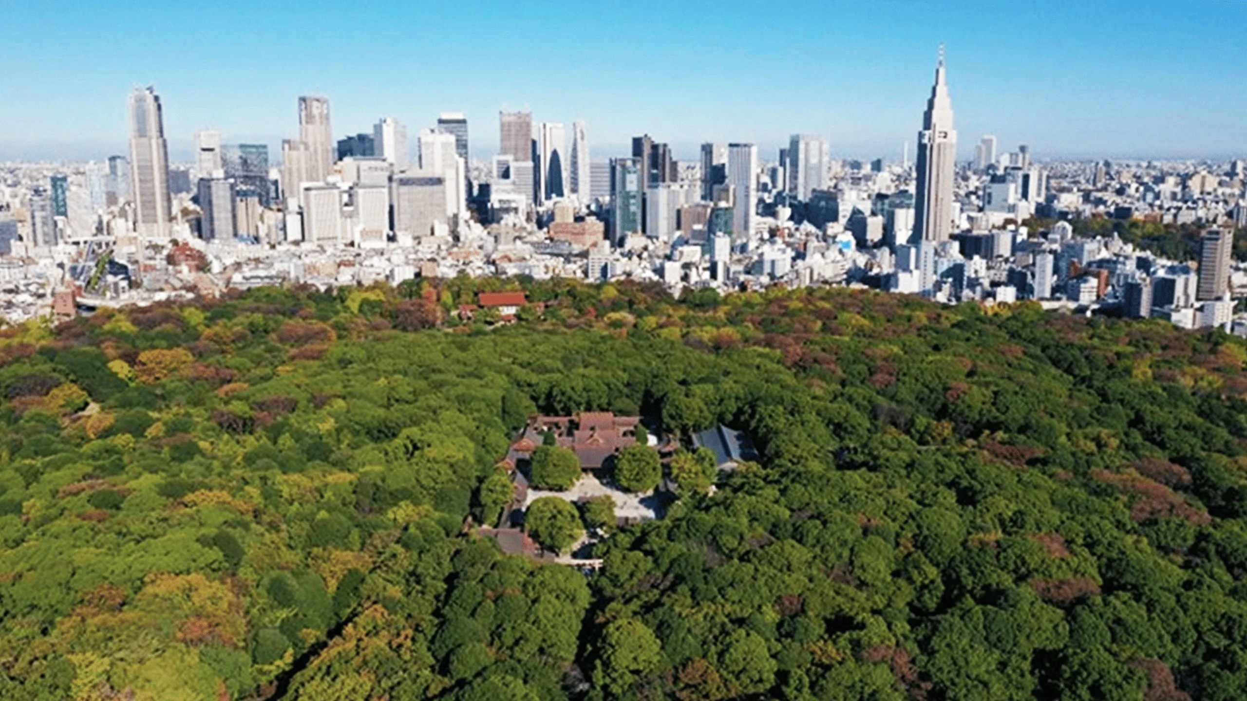 Tokyo Meiji Shrine Tour: Discover Shintoism & Imperial History
