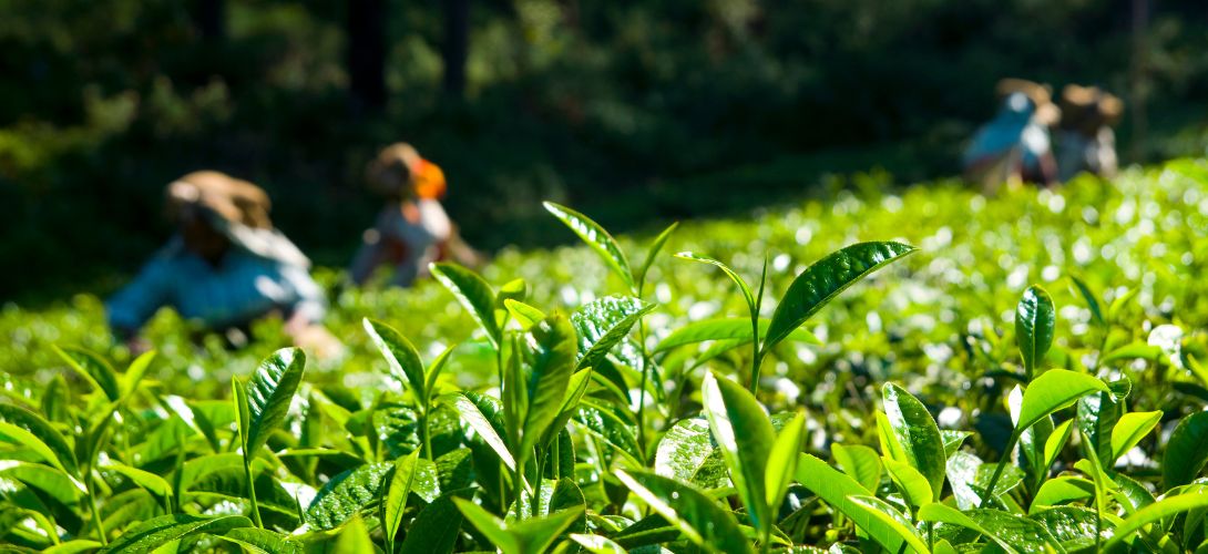Tea-Export