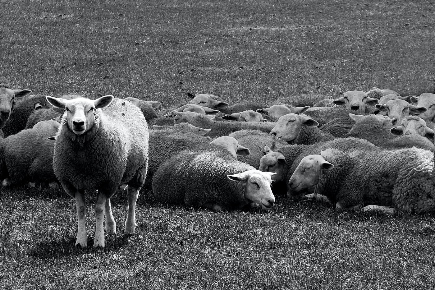 One sheep standing to represent the 1 percent genius