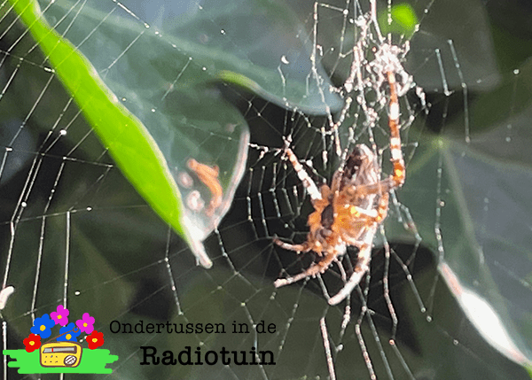 Webmaster in de tuin