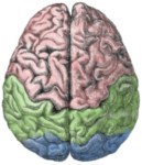 Brain with lobes color-coded: frontal lobe (pink), parietal lobe (green) and occipital lobe (blue)