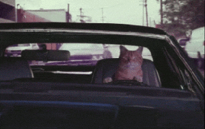 cat-driver