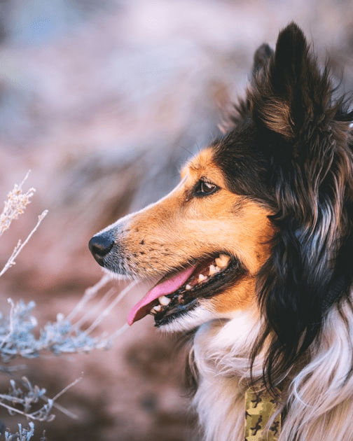 The Science of Dog Health