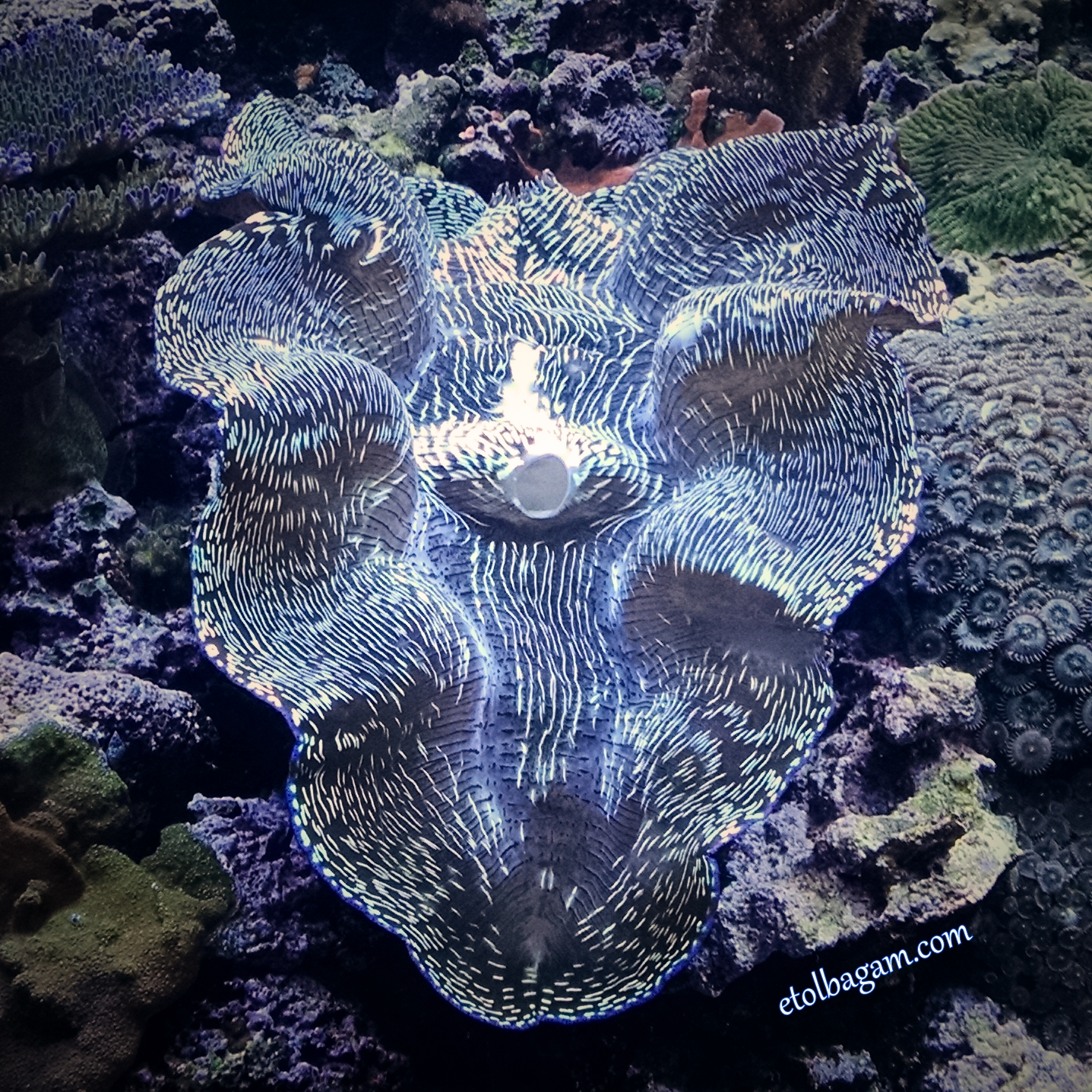 Week 4 - Shinny giant clam