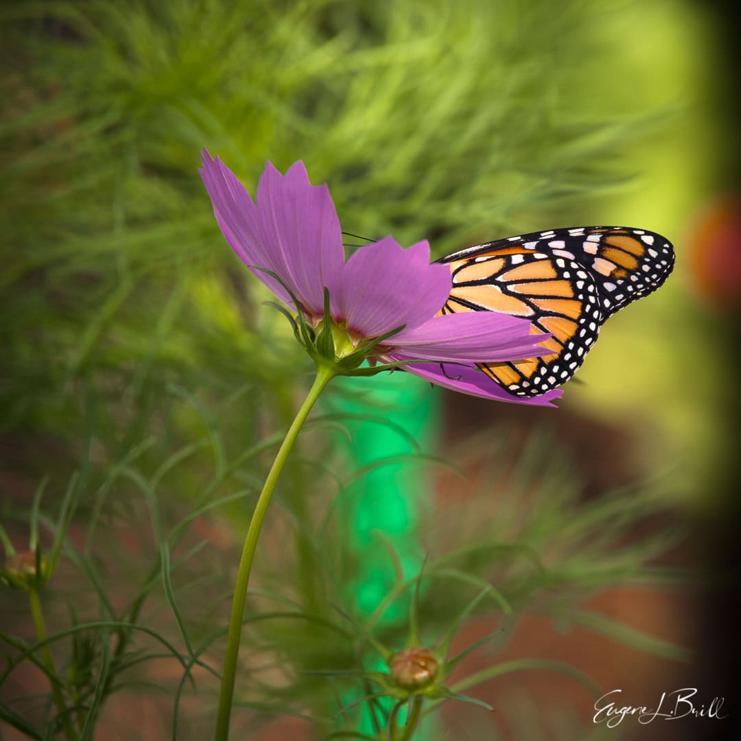 Close-up of a monarch butterfly perched on a pink flower