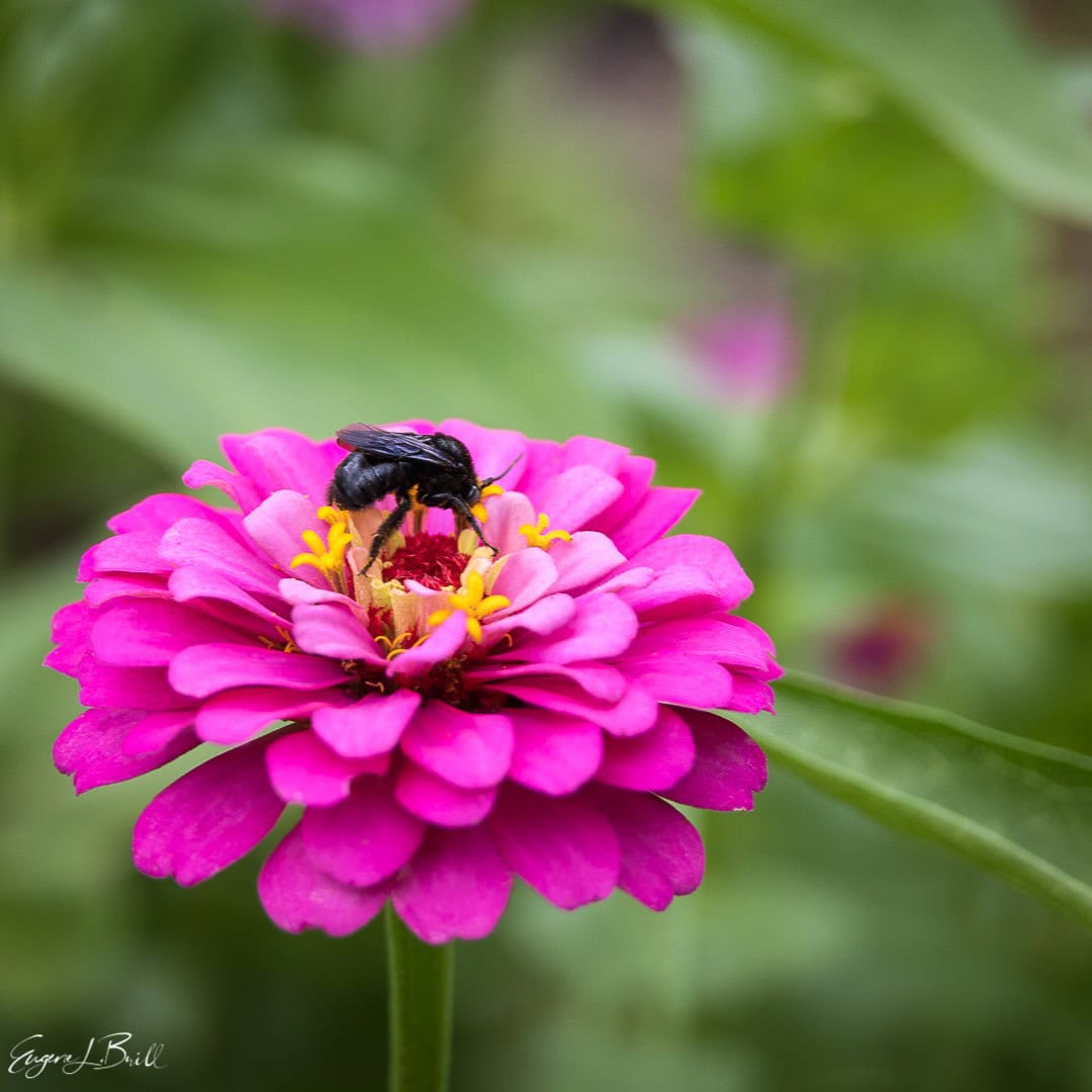 Purple Zinnia in The Wannabe Naturalist Autumn 2021 Magazine by Brill