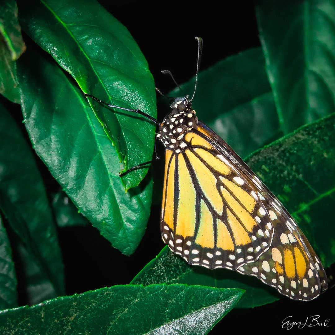 Monarch Butterfly in Wannabe Naturalist Autumn 2021 Magazine by Eugene Brill